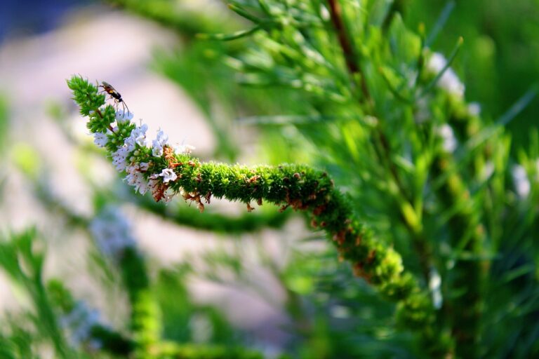 Exploring the Link Between Nutrition and Adrenal Health